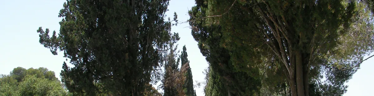 Mount Tabor — landscape / site view
