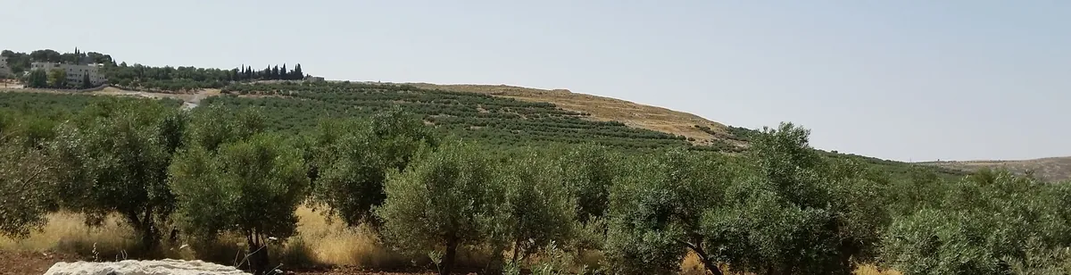 Tekoa — archaeological / architectural site
